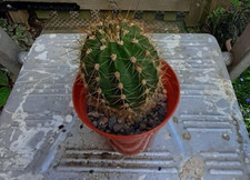 Cactus. grown seed for sale  OAKHAM