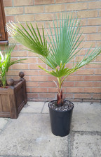 Washingtonia robusta mexican for sale  CAMBRIDGE