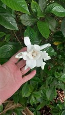 Florida gardenia cape for sale  Crab Orchard