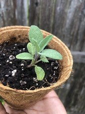 Live sage starter for sale  Brockton