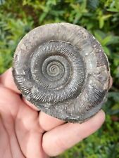 Top quality dactylioceras for sale  REDCAR