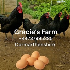 Farm fresh chicken for sale  KIDWELLY