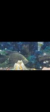 55 gallon fish tank stand for sale 55 gallon fish tank stand for sale Salisbury