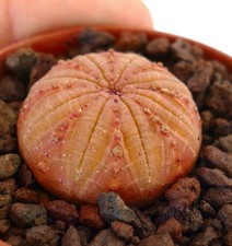 Euphorbia obesa arancio usato  Napoli
