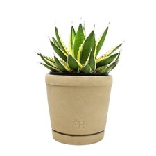 Quadricolor century plant for sale  Miami