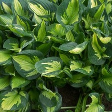 Hosta colored hulk for sale  Oak Creek