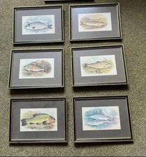 Freshwater fish prints for sale  EGHAM
