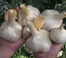 Elefantenknoblauch zehen xxl gebraucht kaufen  Reinheim