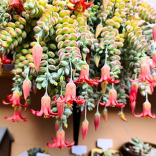 Live cotyledon pendens for sale  Vista