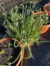 Texas heirloom red for sale  Trenton