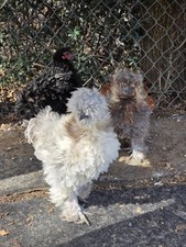 Fertilized silkiem bantam for sale  West Sacramento