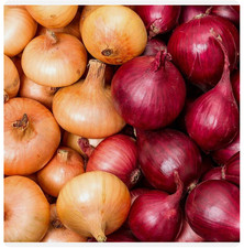 Winter onion sets for sale  BRISTOL
