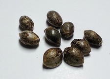 Hemp seeds planting for sale  Elk Grove