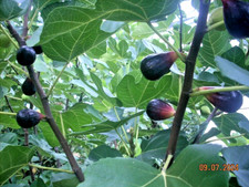 Fig tree cuttings for sale  Willingboro