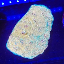 Chalice coral mini for sale  Placentia