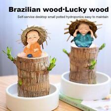 Brazilian lucky wood for sale  Shipping to Ireland