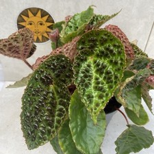 begonia for sale begonia for sale LIVERPOOL