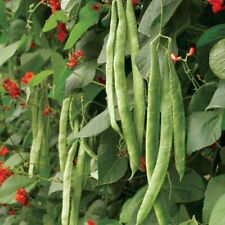 Polestar runner bean for sale  FERRYHILL