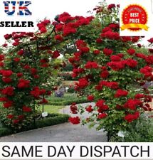 Rose seeds 30x for sale  WEMBLEY