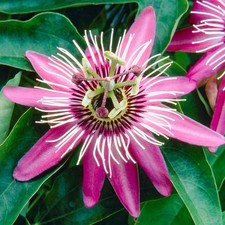 Passiflora victoria passion for sale  UK