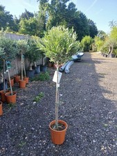 Olive tree large for sale  EGHAM