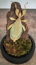Curiosité taxidermie phasme d'occasion  Montpellier-