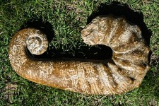 Ammonite déroulé ancyloceras d'occasion  Forcalquier