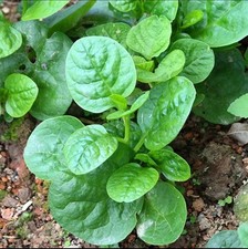 Climbing malabar spinach for sale  LIVERPOOL