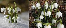 Schneeglöckchen galanthus blu gebraucht kaufen  Kaiserslautern