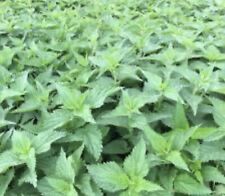 Stinging nettle plants for sale  Tazewell