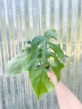 Rare monstera dubia for sale  Homestead