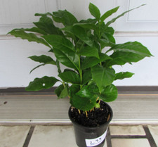 Live coffee tree for sale  Sarasota