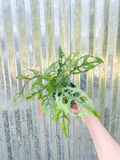 Monstera obliqua plant for sale  Homestead