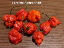 SEMENTE- Hot Pepper Carolina Reaper Hottest Super Hot Pepper in the World- AI! comprar usado  Enviando para Brazil