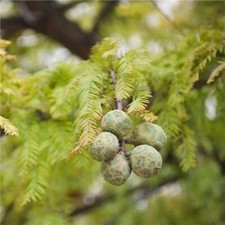 Bald cypress trees for sale  Paducah