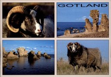 Gotland sheep gotland for sale  Sandusky