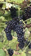 Muscat grape vine for sale  LONDON