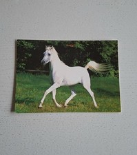 Pferdepostkarte araber hengst gebraucht kaufen  Hörstel