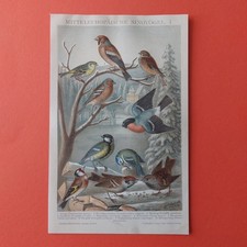Chromolithographie singvögel  gebraucht kaufen  Berlin