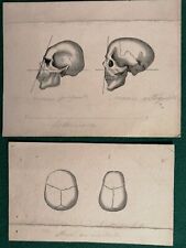 Teschi tavole anatomiche usato  Viterbo