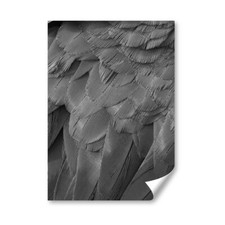 Macaw parrot feathers for sale  SELBY