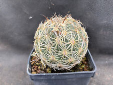 Coryphantha salm dyckiana usato  Massafra