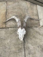 oddities for sale oddities for sale CONSETT