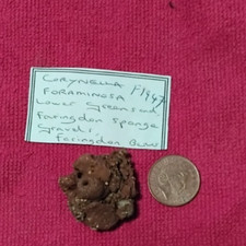 Sponge fossil faringdon for sale  GOSPORT