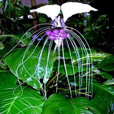 White bat orchid for sale  Lincolnton