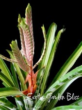 Aechmea zebrina orange for sale  USA