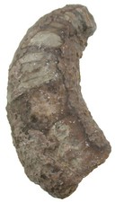 fossilien gotland gebraucht kaufen  Erlangen