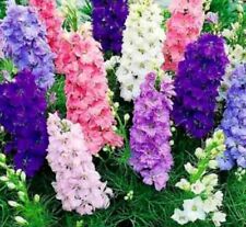 Delphinium imperial mix for sale  BLACKBURN