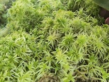Torfmoos grünes sphagnum gebraucht kaufen Torfmoos grünes sphagnum gebraucht kaufen  Celle