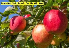 tall apple trees for sale  Fort Mill
